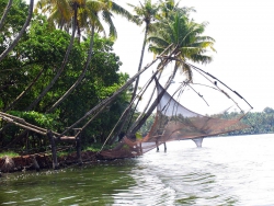 Пальмы на берегу Кералы