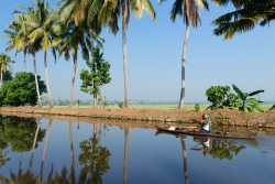 Пальмовая аллея в Керале