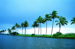 Пальмы вдоль водоёма в Керале
