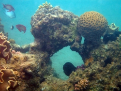 Подводный мир Дахаба